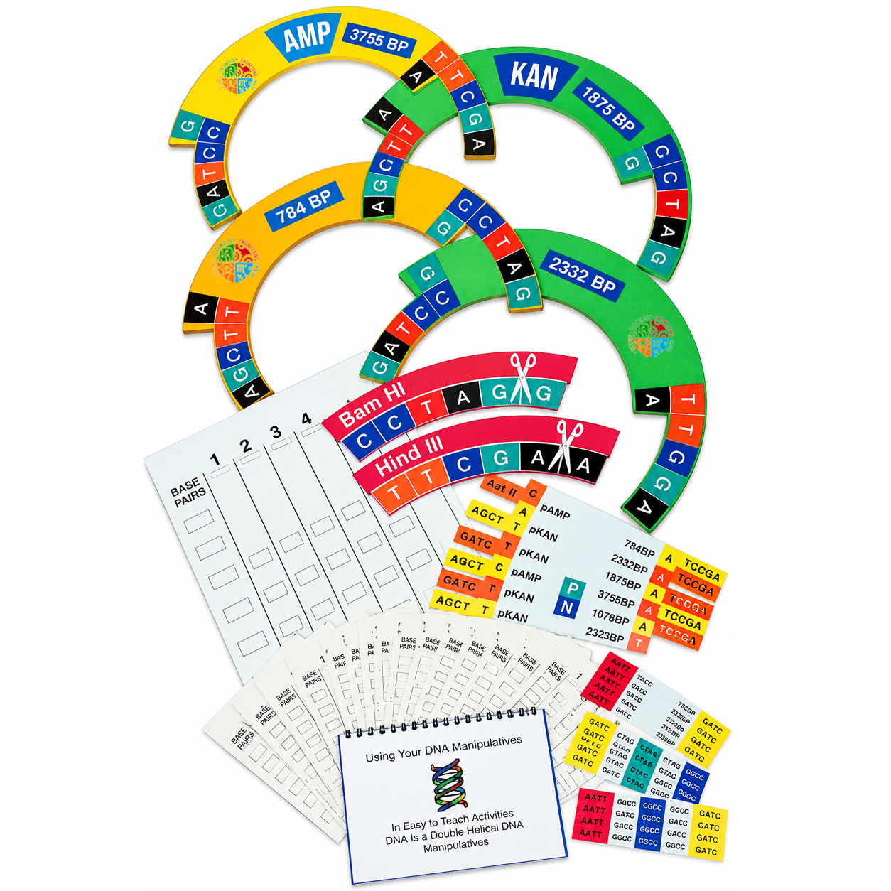DNA Manipulatives Kit
